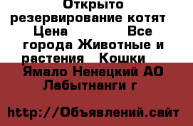 Открыто резервирование котят › Цена ­ 15 000 - Все города Животные и растения » Кошки   . Ямало-Ненецкий АО,Лабытнанги г.